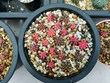 Beautiful Colorful Gymnocalycium cactus on pot in the garden.Selective focus Variegated Gymnocalycium mihanovichii.