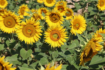 Wall Mural - Sunflower, Blooming field of sunflowers in summer.