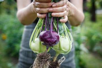 Wall Mural - Kohlrabi in female hand. Woman harvesting ripe organic green and purple kohlrabi in vegetable garden