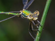 dragonfly 143