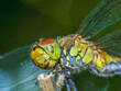 dragonfly 144