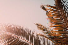 Palm Leaves Against Clear Evening Sky. Photo With Copy Space