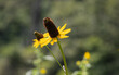 Great Coneflower (Rudbeckia maxima, Cabbage-Leaf) With Yellow Petals and brown fruit cone being held by its thin green stem