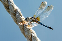 A Male Blue Dasher Dragonfly Rests Lightly On A Rope.