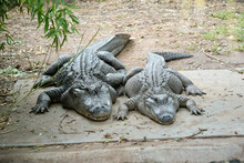 The Two Large Alligator Are Resting At The Waters Edge