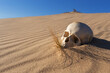 human skull in the sand desert