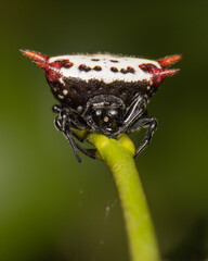 Wall Mural - Spiny Orb Weaver Spider on a stem