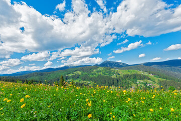 Wall Mural - Polonina (pasture) in  Carpathian Mountains, Ukraine.