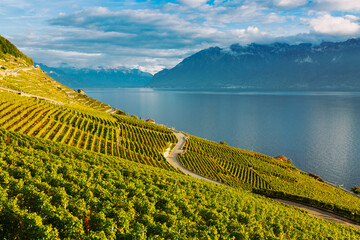 Wall Mural - Lavaux, Switzerland: Lake Geneva and the Swiss Alps landscape seen from Lavaux vineyard tarraces in Canton of Vaud