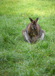 Braunes Bennet-Wallaby sitzt auf einer grünen Wiese und ruht. Man sieht das Tier von vorne. Das Gras ist reichlich und satt grün. Es ist Tag. 