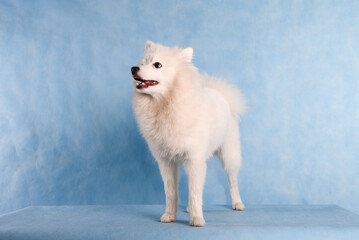 White fluffy beautiful dog on a blue background in the studio