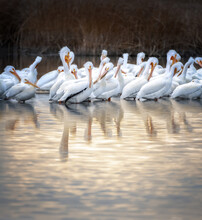 Pelicans On A Marsh With Reeds