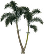 Front view of plant (Wodyeita Bifurcata Palm Tree 3) tree illustration vector	
