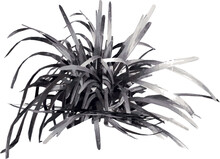 Front View Of Plant (Ophiopogon Planiscapus Black Mondo Grass 1) Tree Illustration Vector	
