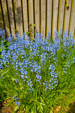Fototapeta Tęcza - Bluebell flowers in nature on a late spring gardening day. Beautiful green garden closeup view of tall flowers and grass growing by an outdoor wall. Natural relaxing scenery of blue flora outside.