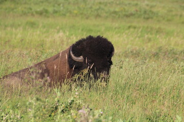 Wall Mural - buffalo in the field