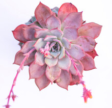 Echeveria Pink Succulent Blossom Tippy  Exotic