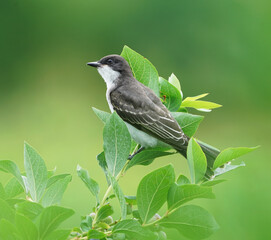 Wall Mural - king bird standing on tree branch