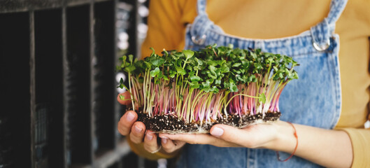 microgreen in Woman hands, Small business indoor vertical farm. Close-up of healthy vegetarian vitamin fresh food. Microgreens growing background with raw sprouts in female hands