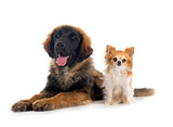 Fototapeta Zwierzęta - puppy Leonberger and chihuahua in studio