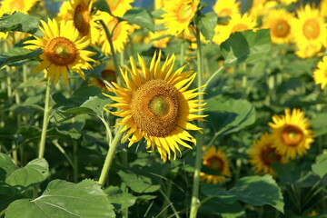 Wall Mural - I went to a beautiful sunflower field last weekend