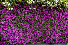 The Whole Wall Is Decorated With Petunia Flowers
