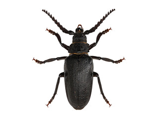 longhorn beetle, Prionus coriarius, isolated on white background, top view