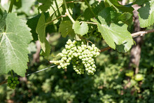 Young Vine Leaves And Small Berries In Summer. Closeup