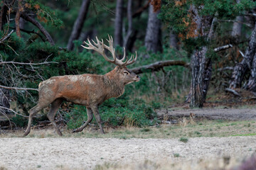 Wall Mural - Red deer (Cervus elaphus) stag showing dominant behaviour in the rutting season on a heath field in the forest of National Park Hoge Veluwe in the Netherlands