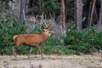 Wall Mural - Red deer (Cervus elaphus) stag showing dominant behaviour in the rutting season on a heath field in the forest of National Park Hoge Veluwe in the Netherlands