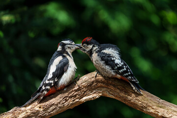 Wall Mural - Great spotted woodpecker (Dendrocopos major) male feeding a juvenile in the forest in the Netherlands                              