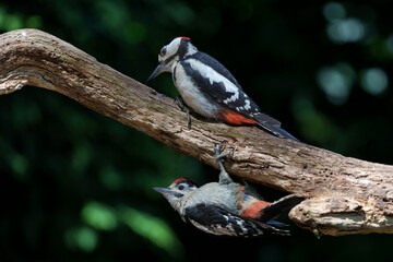 Canvas Print -  Great spotted woodpecker (Dendrocopos major) male feeding a juvenile in the forest in the Netherlands                              