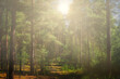 Wald - Forest - Wood - Tree - Sun - Fog