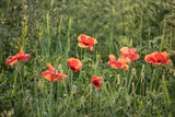 Fototapeta Maki - Beautiful glowing Summer sunrise glow of wild poppy Papaver Rhoeas field in English countryside with selective focus technique used