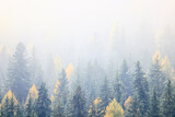 Fototapeta Na ścianę - autumn fog landscape forest mountains, trees view mist