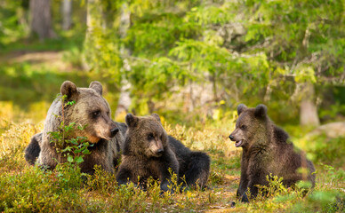 Wall Mural - Close up of female Eurasian brown bear and her cubs in boreal forest