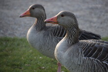 Greylag Goose In The Park