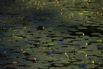 Aquatic plants on a pool