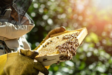The Beekeeper Holds A Honey Cell With Bees In His Hands. Apiculture. Apiary.