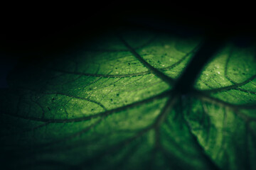 Poster - Beautiful green texture background. Cropped shot of green leaf textured. Abstract nature pattrn for design.