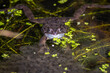 A Common frog (Rana temporaria) in a garden pond in the UK