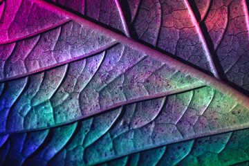 Aufkleber - Close up Beautiful abstract leaf in colorful light. Minimalism modern style concept. Dark Background pattern for design.
