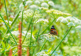 Butterfly on a flowering plant in a colorful field in wetland in bright sunlight in summer, Almere, Flevoland, The Netherlands, July, 2022