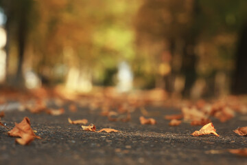 abstract blurred autumn background park, city fall nature october