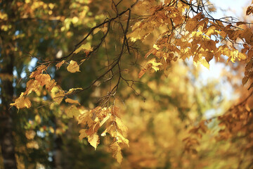 Wall Mural - abstract autumn fall background leaves yellow nature october wallpaper seasonal