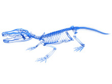 Crocodile Skeleton Transparent 3D Rendering