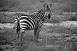 zebra in the savanna