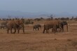 African elephant family, Loxodonta africana