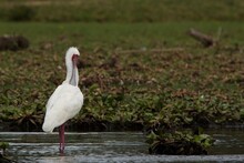 African Spoonbill In The Lake