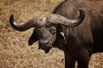 Wall Mural - cape buffalo in the wild